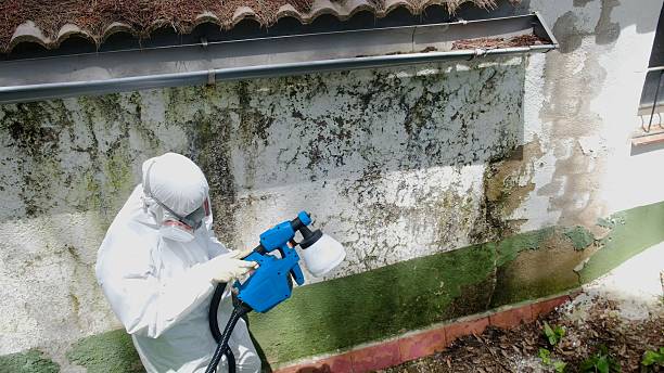 Top rated local Mold Remediation specialists in Callao, VA